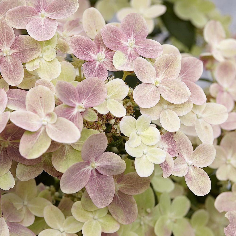 Hortensie alba Polestar