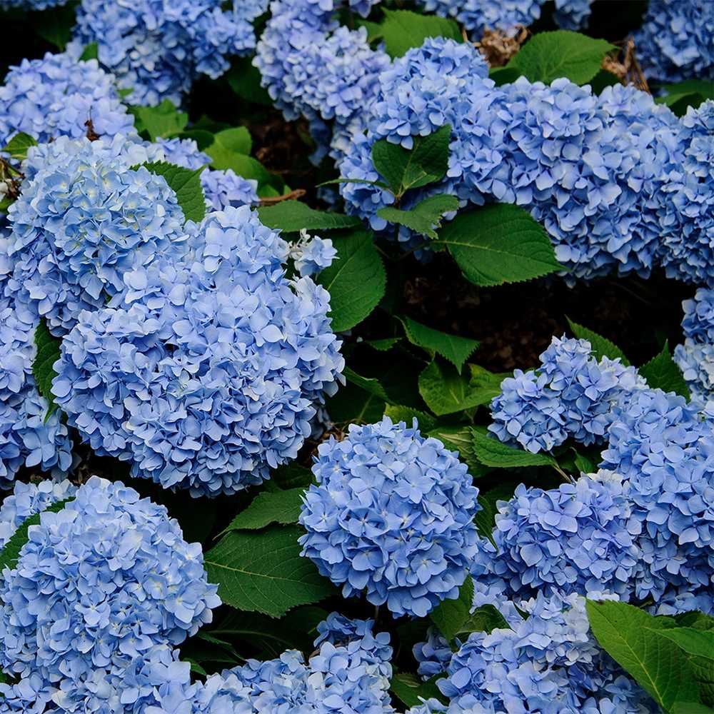 Hortensie albastru Forever