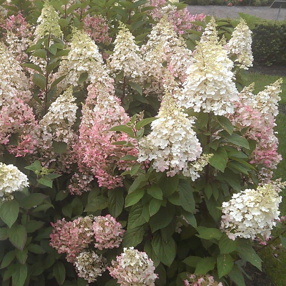 Hortensie de Gradina Tip Copac Candlelight, cu flori albe-fucsia