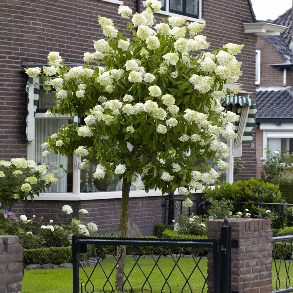 Hortensie de Gradina Tip Copac Little Lime, cu flori verzi-alb