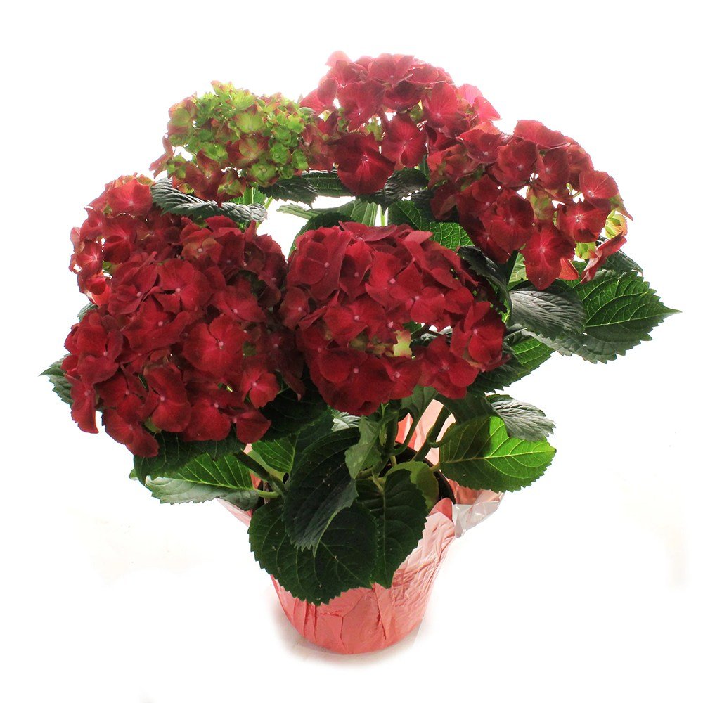 Hortensie de Gradina Rosie Hi Fire, cu flori rosii