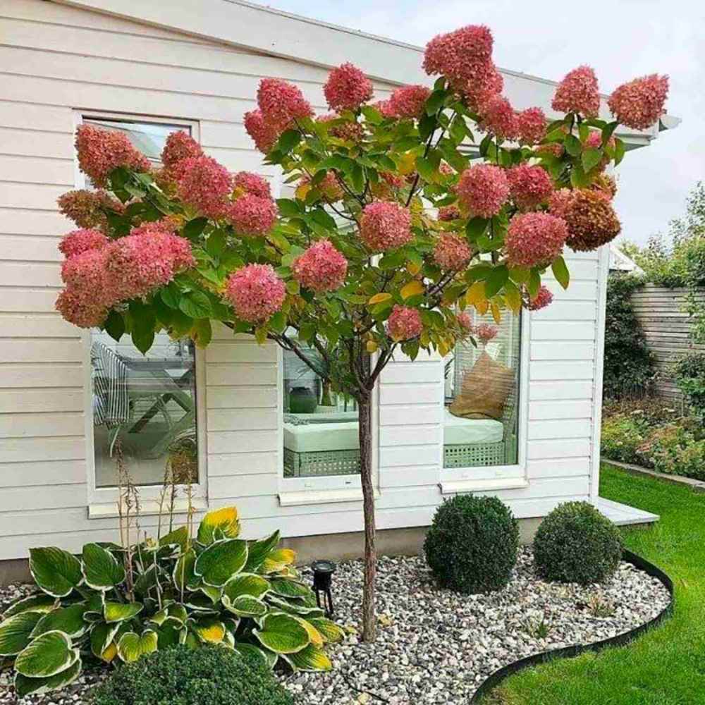 Hortensie de Gradina Tip Copac Angels Blush, cu flori roz-alb
