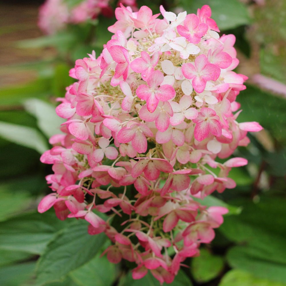 Hortensie de gradina fucsia-alb-roz Pink Diamond