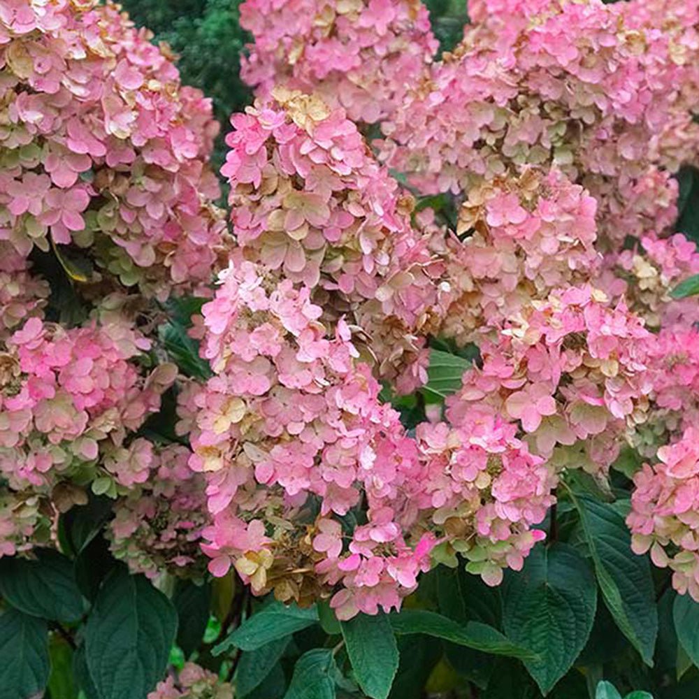 Hortensie de gradina fucsia-alb-roz Pink Diamond