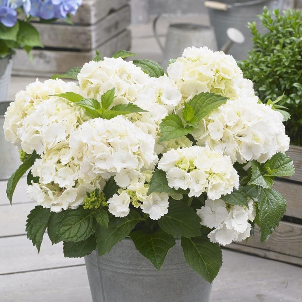 Hortensie de Gradina Alba Little White XS