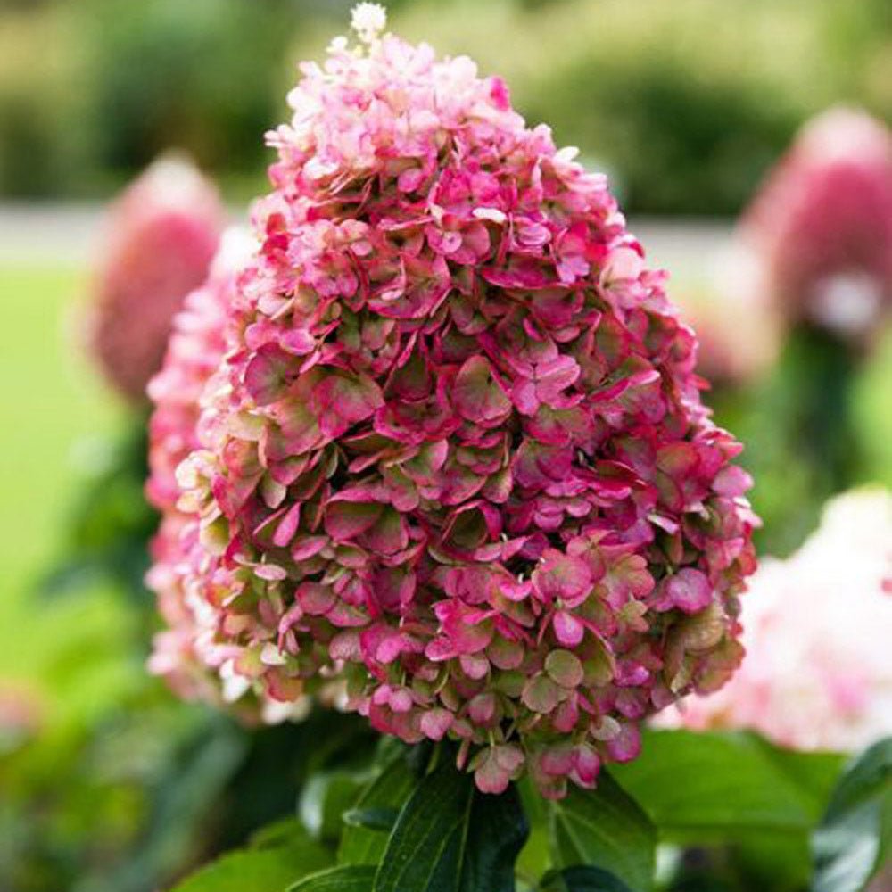 Hortensie de Gradina Tip Copac Living Creations, cu flori roz-alb