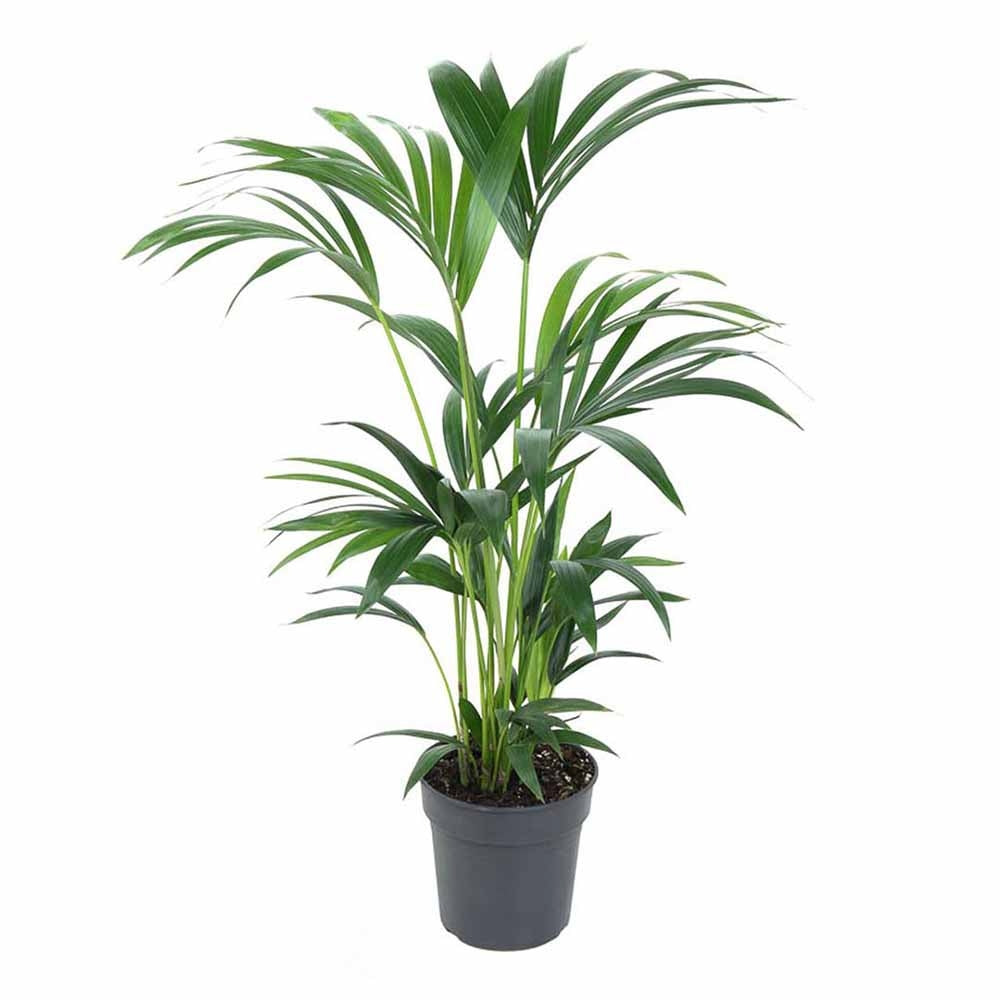 Палма Kentia (Howea Forsteriana), 60 см – елегантна стайна палма, пречистваща въздуха