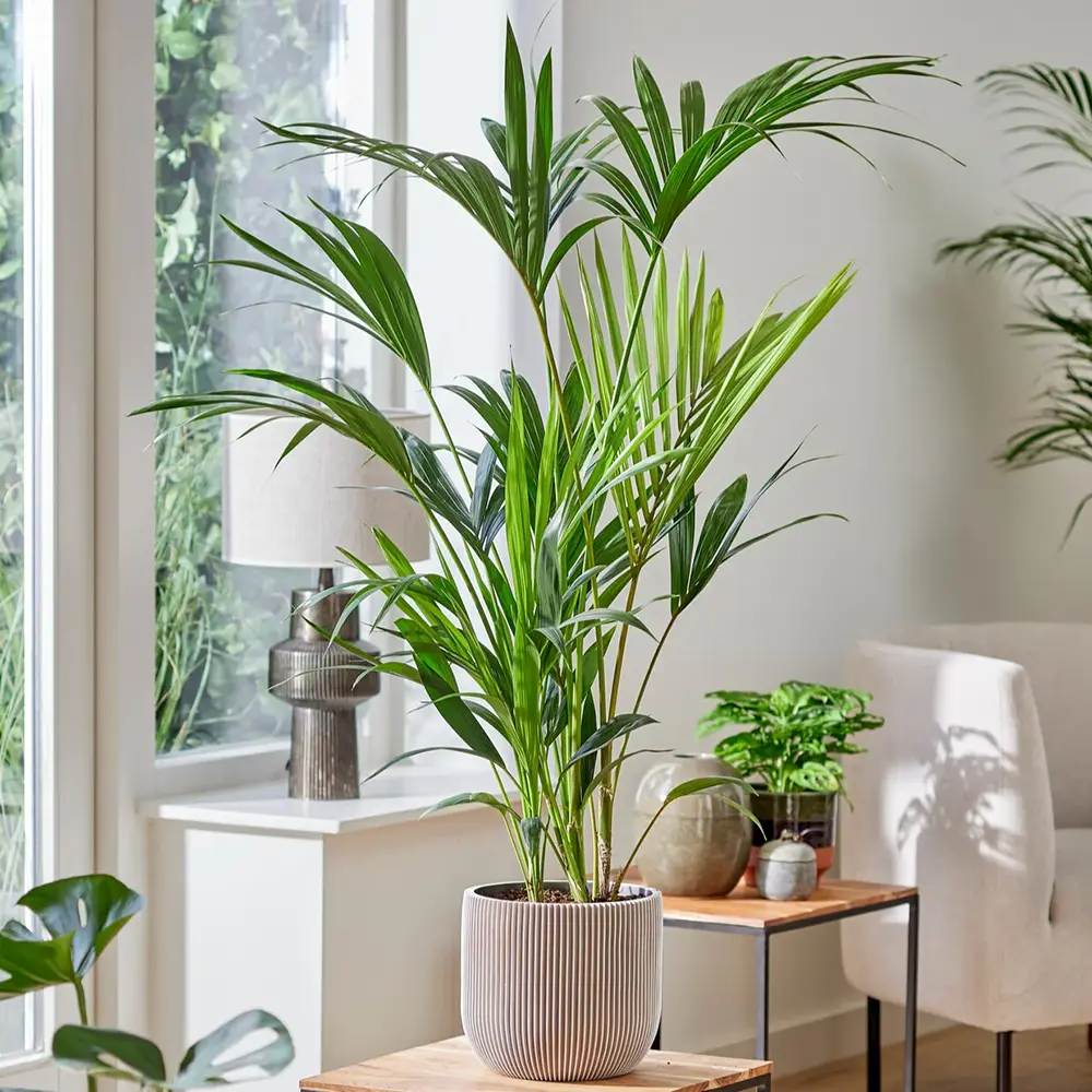 Палма Kentia (Howea Forsteriana), 60 см – елегантна стайна палма, пречистваща въздуха