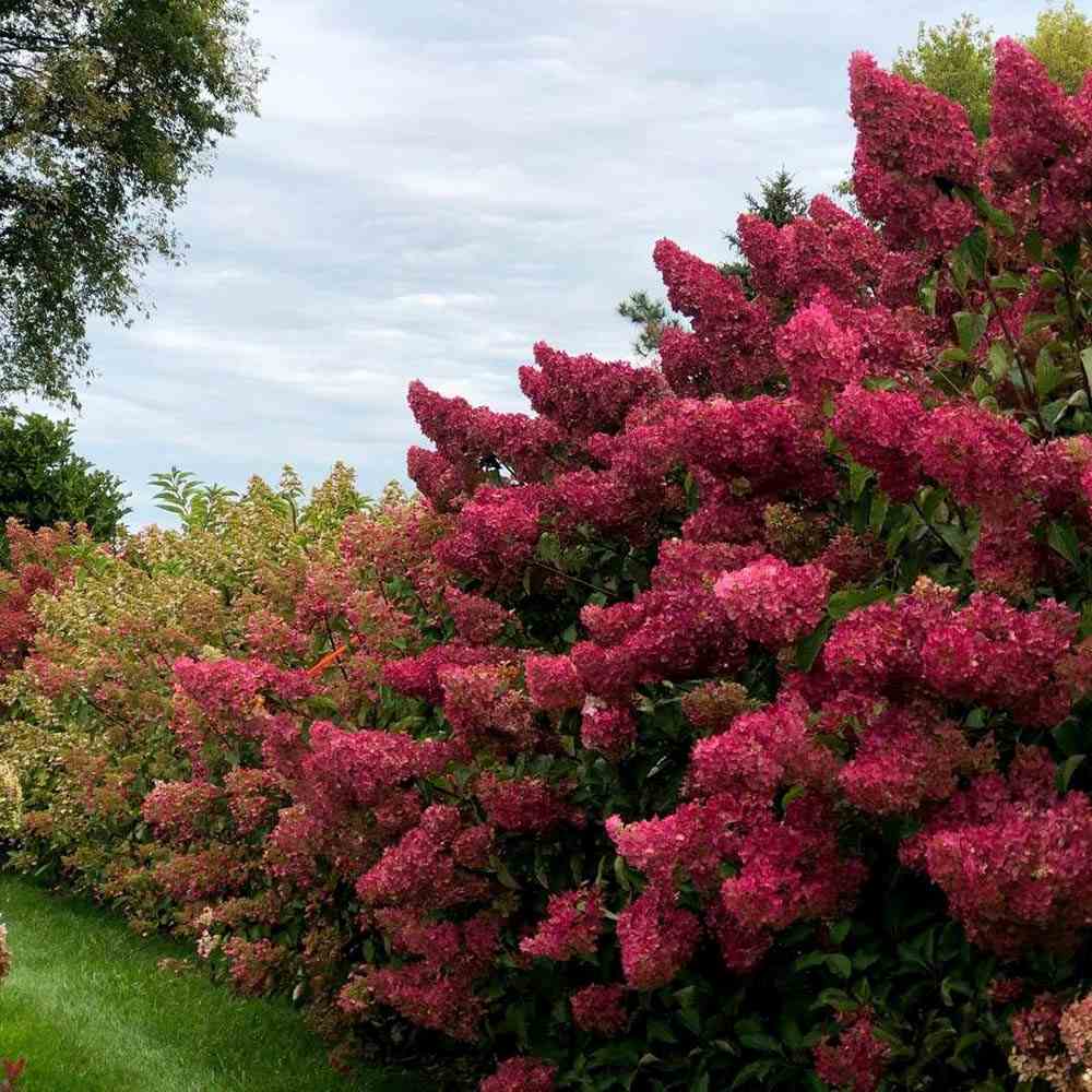 Хортензия градинска Wim's Red, ароматни цветове в бяло, розово и бордо-червено, игра на цветове