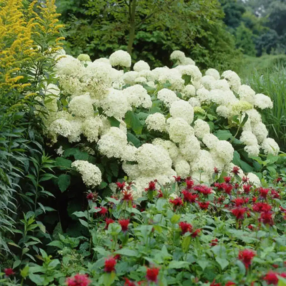 Hortensie de gradina Annabelle, cu flori albe uriase sferice, inflorire lunga, crestere rapida