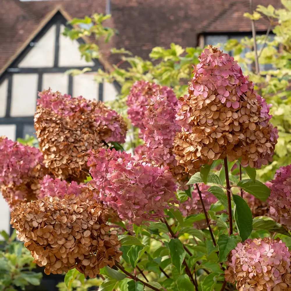 Градинска хортензия Vanille Fraise, с розово-кремави цветя