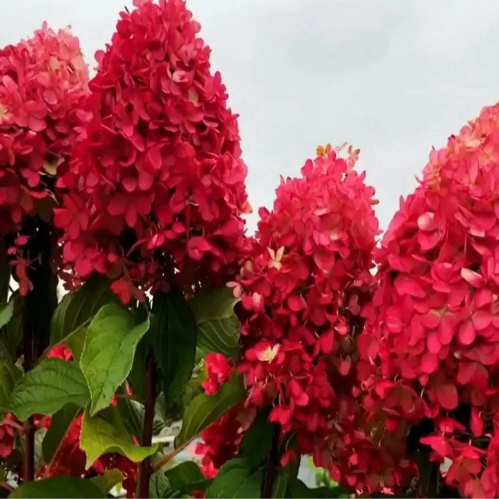 Градинска хортензия Vanille Fraise, с розово-кремави цветя