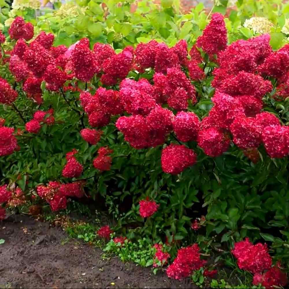 Градинска хортензия Vanille Fraise, с розово-кремави цветя