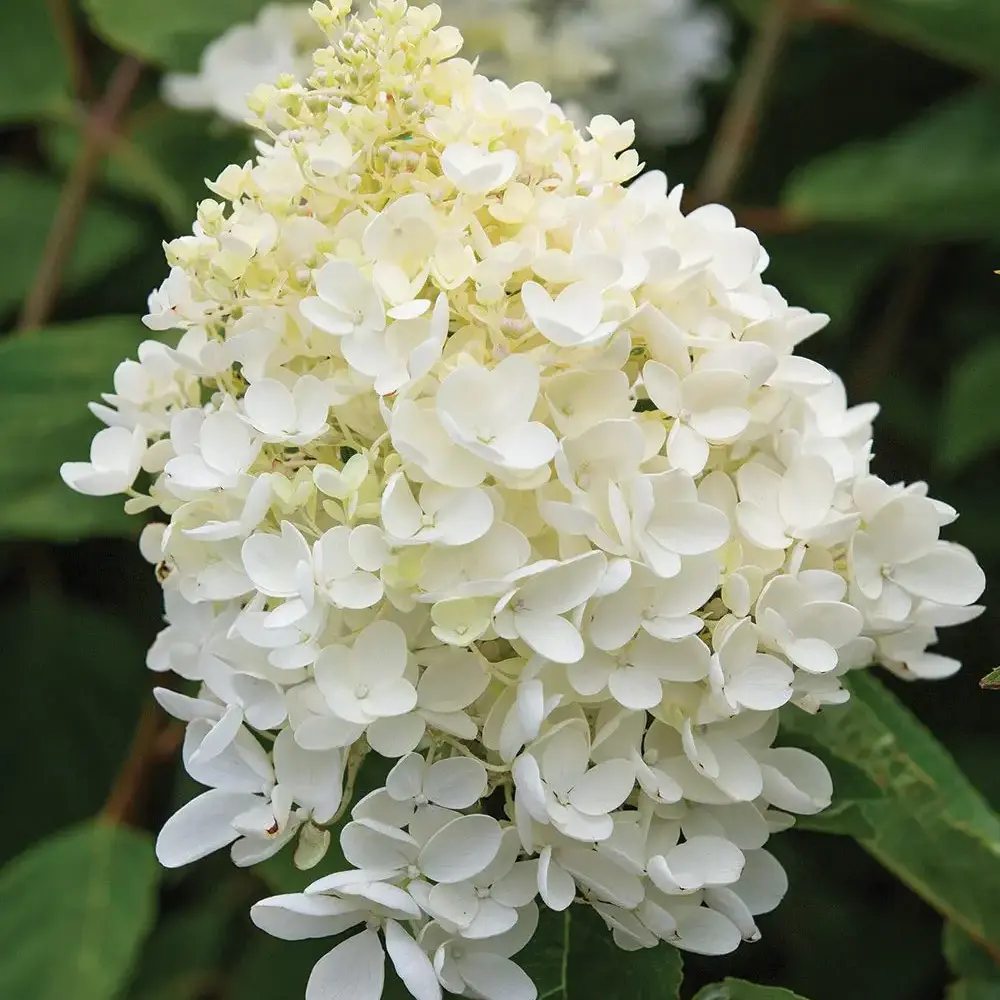 Градинска хортензия Grandiflora, храстовидна, с огромни бели цветове, студоустойчива, градинска украса