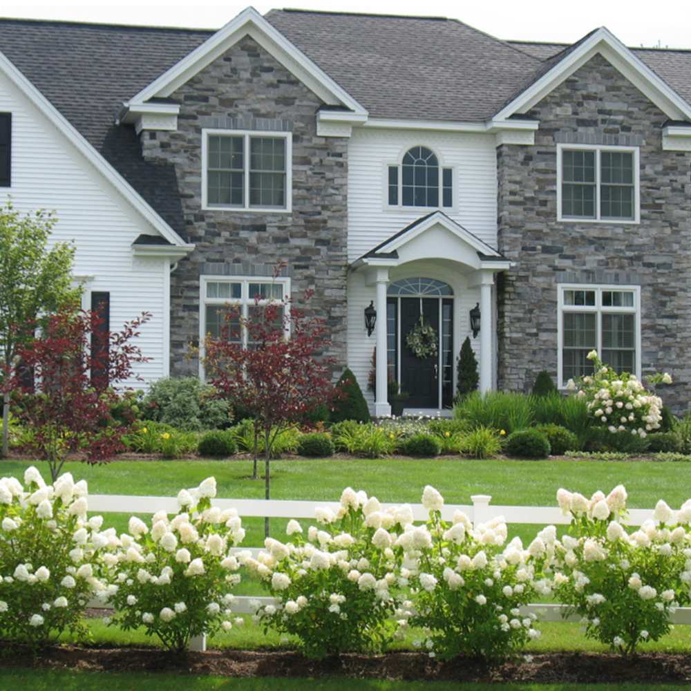 Градинска хортензия Grandiflora, храстовидна, с огромни бели цветове, студоустойчива, градинска украса