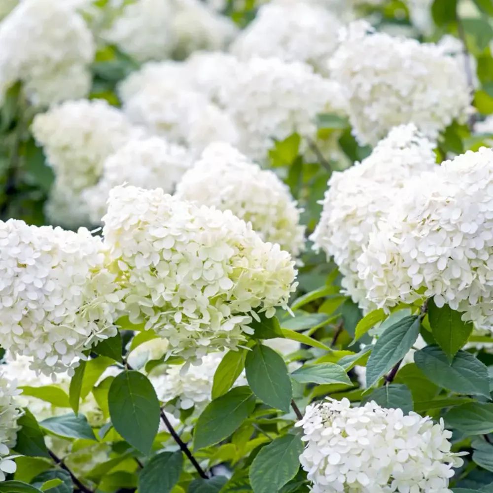 Градинска хортензия Grandiflora, храстовидна, с огромни бели цветове, студоустойчива, градинска украса