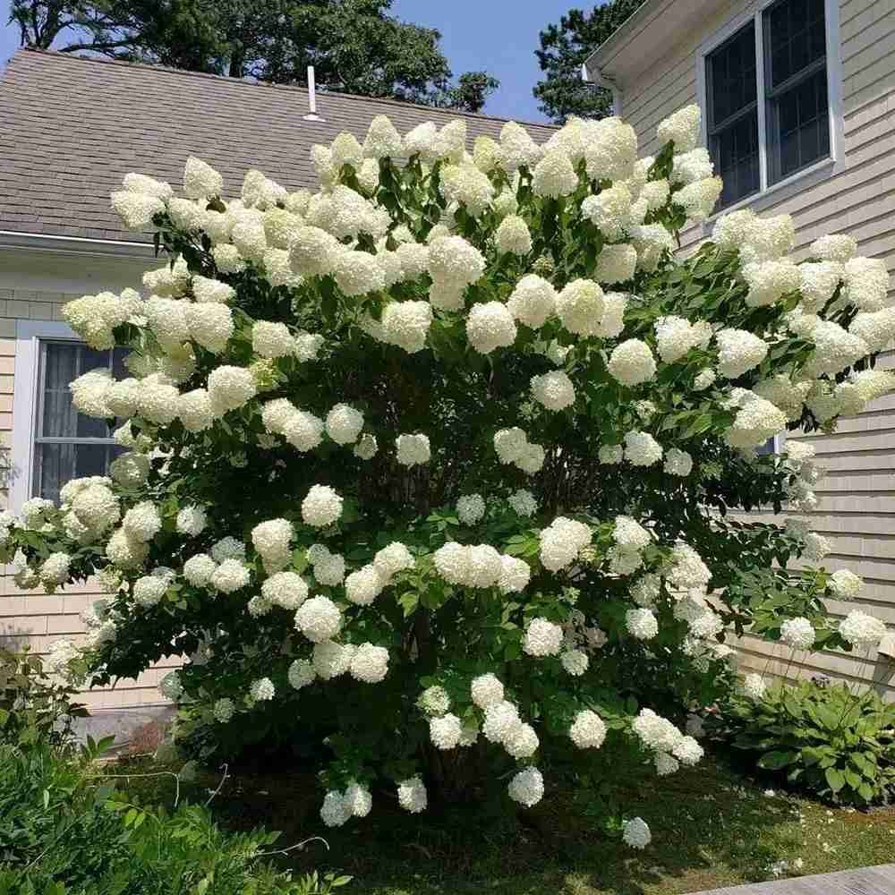 Hortensie de Gradina Grandiflora, arbustiva, flori uriase albe, rezistenta, decor de gradina