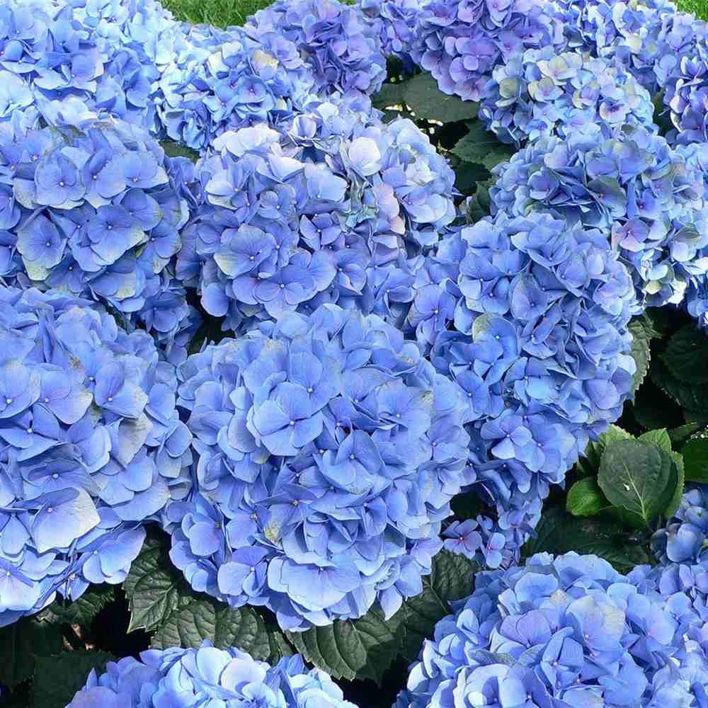 Хортензия 'Blauer Zwerg' – компактен храст с интензивно сини цветове