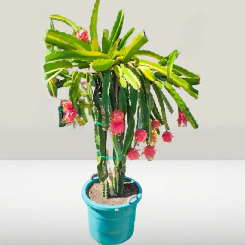 Червен драконов плод (Hylocereus undatus), с екзотични червени ароматни плодове