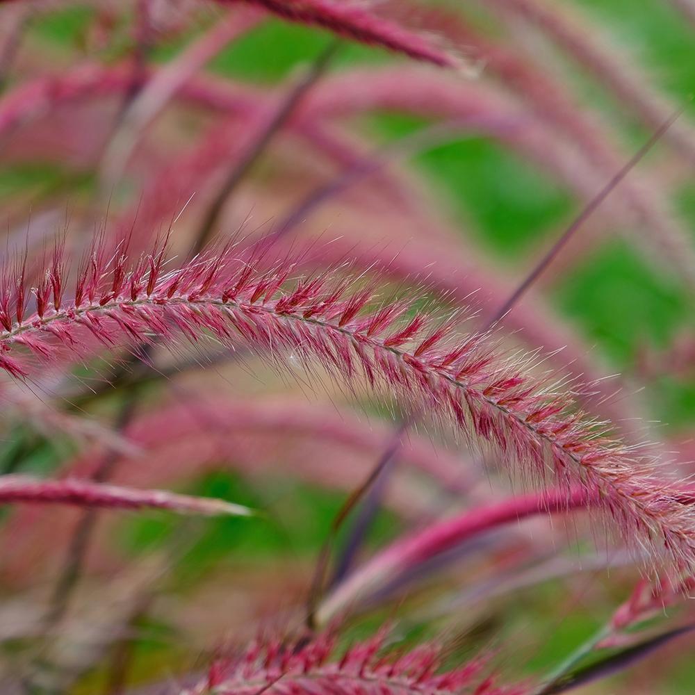 Iarba rosu Chinezeasca Pennisetum Fireworks