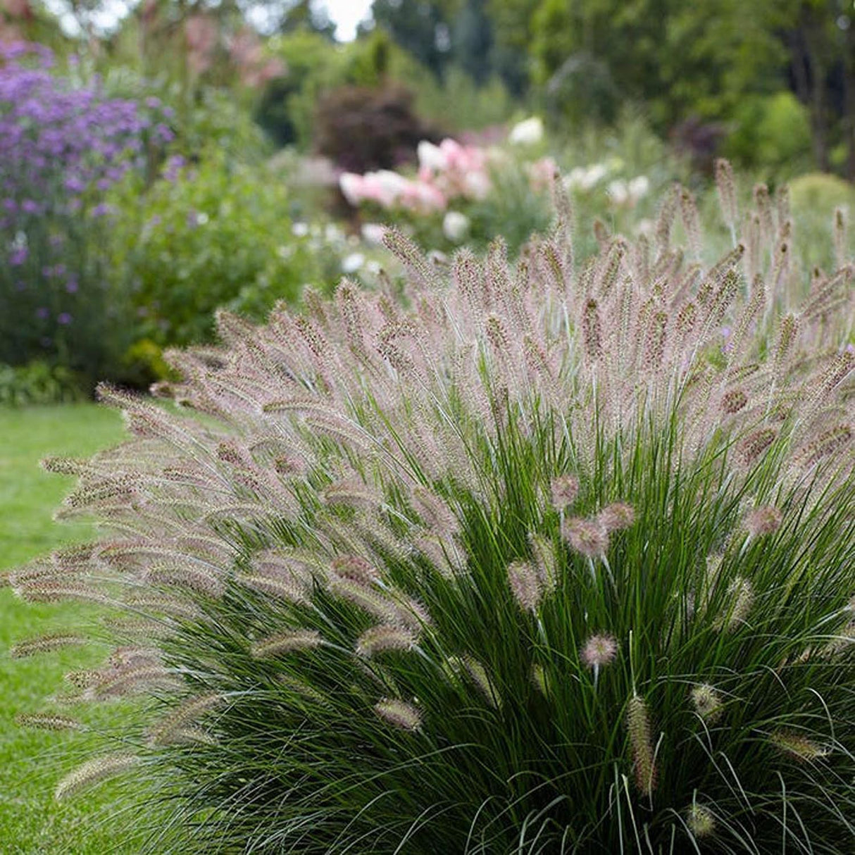 Iarba chinezeasca Pennisetum Hameln