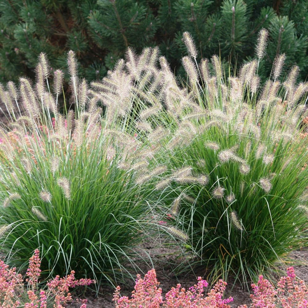Iarba chinezeasca Pennisetum Hameln