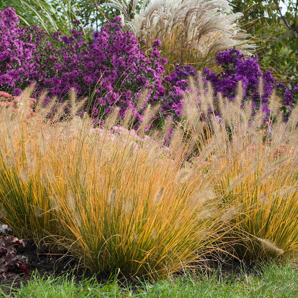 Iarba chinezeasca Pennisetum Hameln