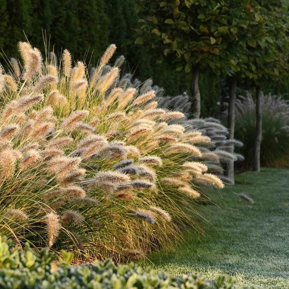 Iarba chinezeasca Pennisetum Hameln