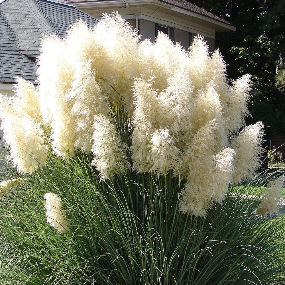 Iarba de Pampas Selloana (Cortaderia)