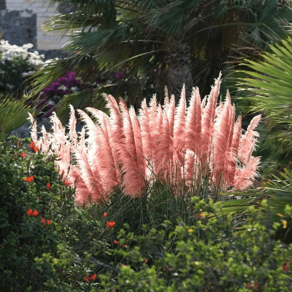 Iarba de Pampas (Cortaderia) Rosea