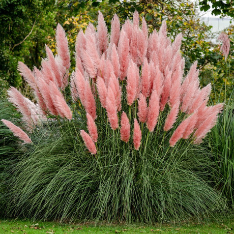 Пампаска трева (Cortaderia) Rosea