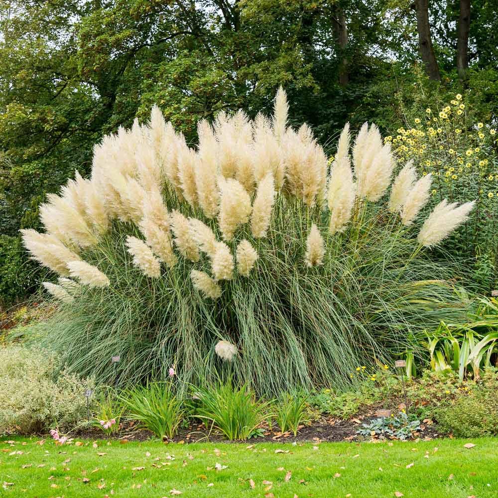 Iarba de Pampas (Cortaderia) Weisse Feder
