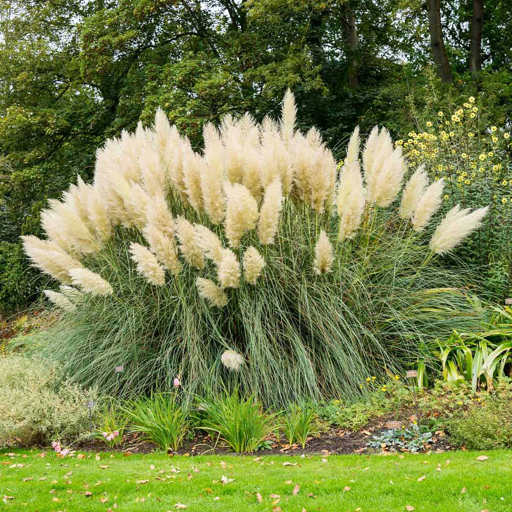 Iarba de Pampas (Cortaderia) Weisse Feder