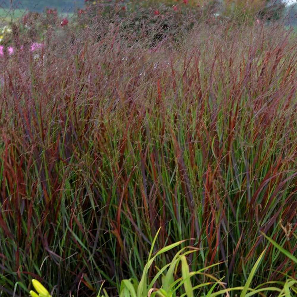 Iarba de Preerie Cheyenne Sky (Panicum virgatum)