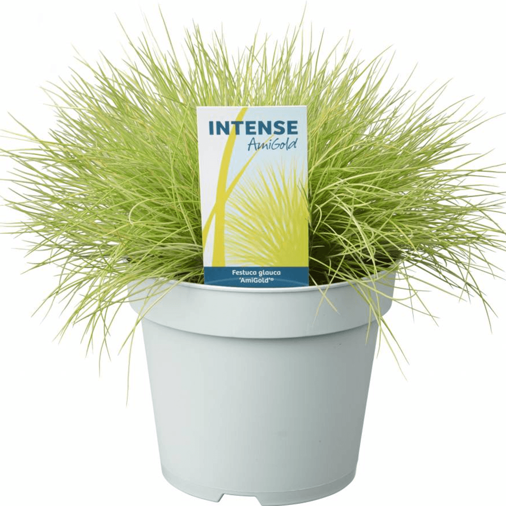 Iarba Decorativa auriu (Festuca) Ami Gold