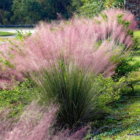Тексаска декоративна трева (Muhlenbergia Capillaris)