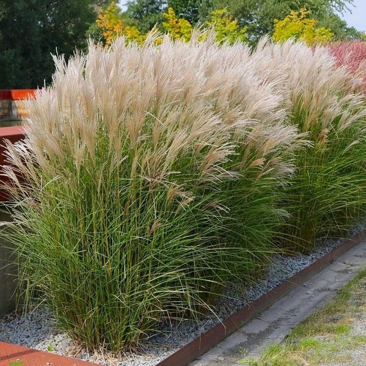 Слонска трева (Miscanthus Sinensis) Kleine Silberspinne