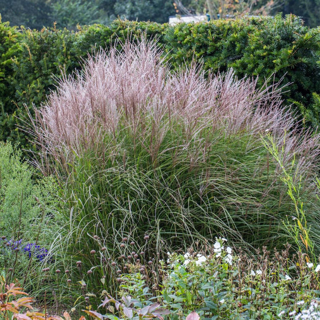 Слонова трева (Miscanthus sinensis) Kleine Silberspinne