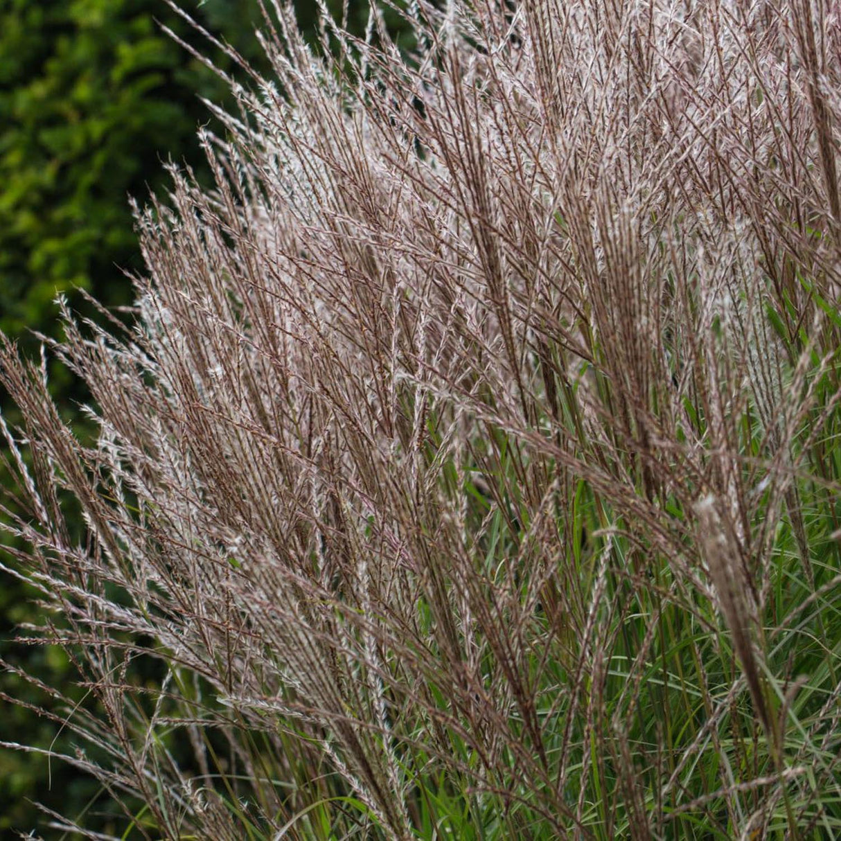 Слонова трева (Miscanthus sinensis) Kleine Silberspinne
