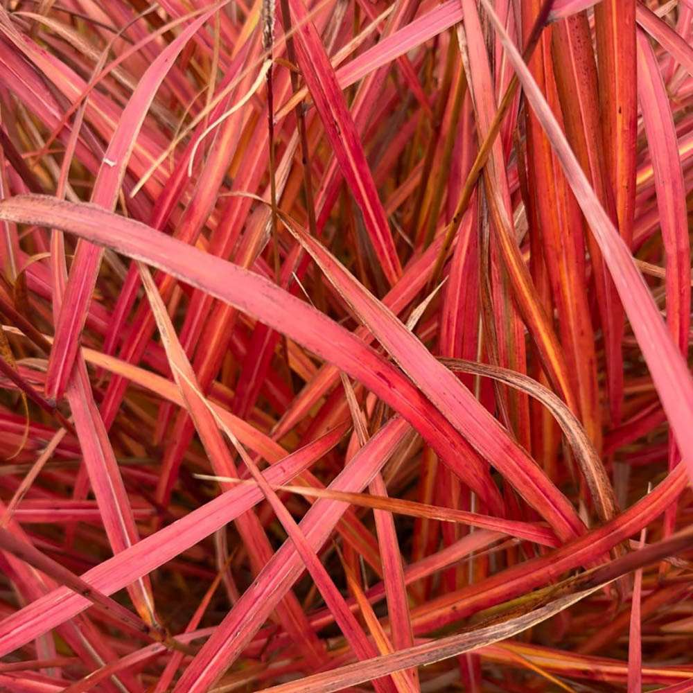 Слонова трева (Miscanthus sinensis) Dronning Ingrid, есенна окраска