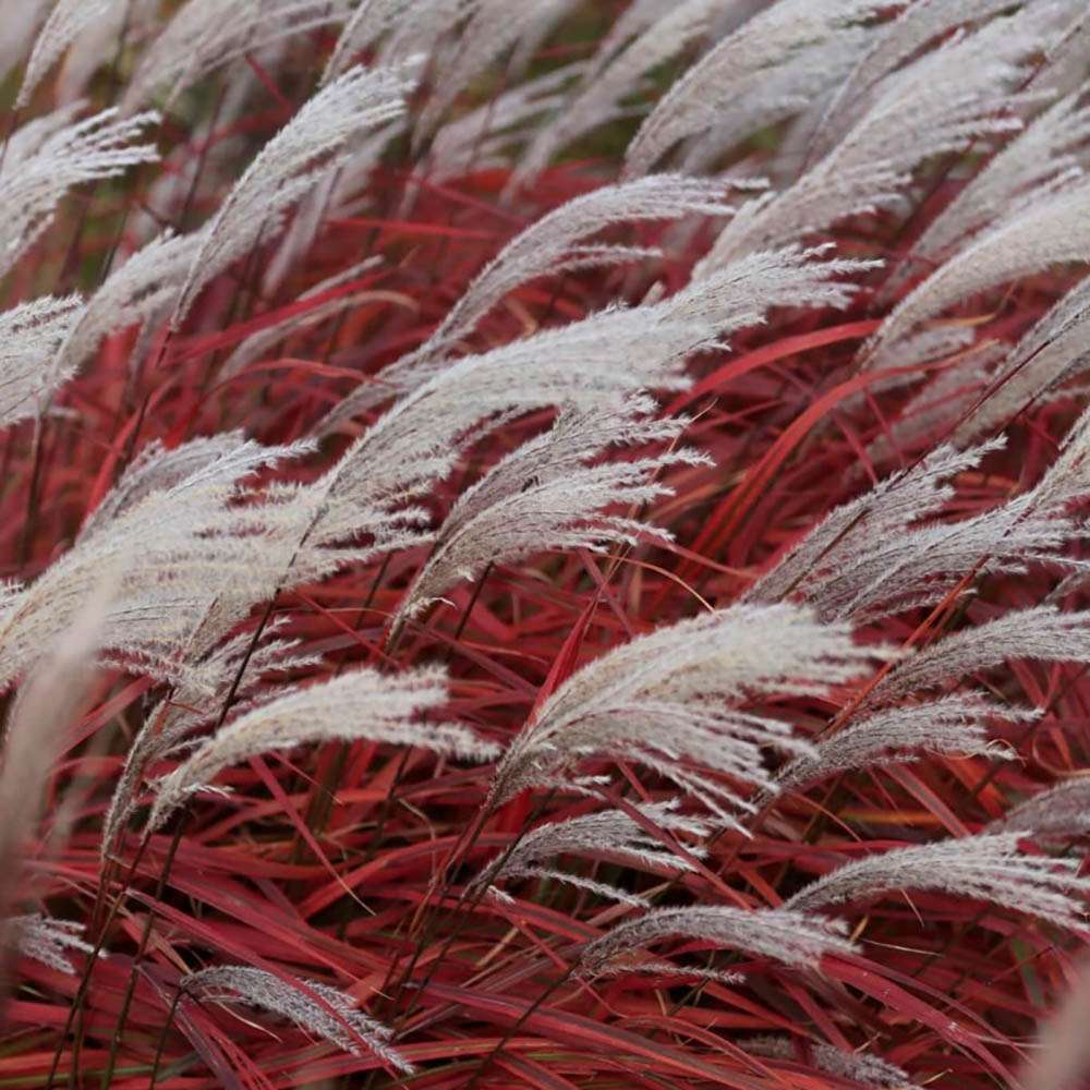 Слонова трева (Miscanthus sinensis) Dronning Ingrid, есенна окраска