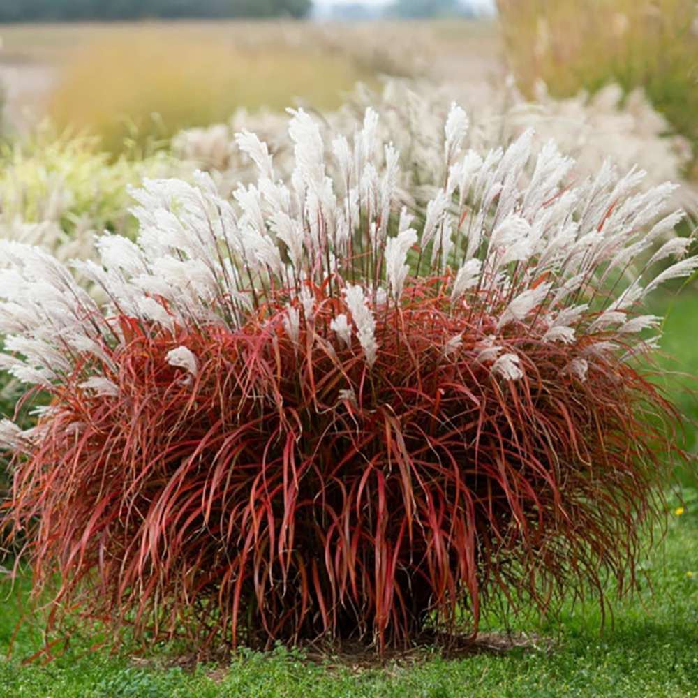 Слонска трева (Miscanthus Sinensis) Dronning Ingrid