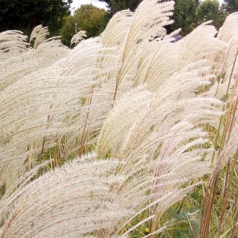 Слонова трева (Miscanthus sinensis) Dronning Ingrid, есенна окраска