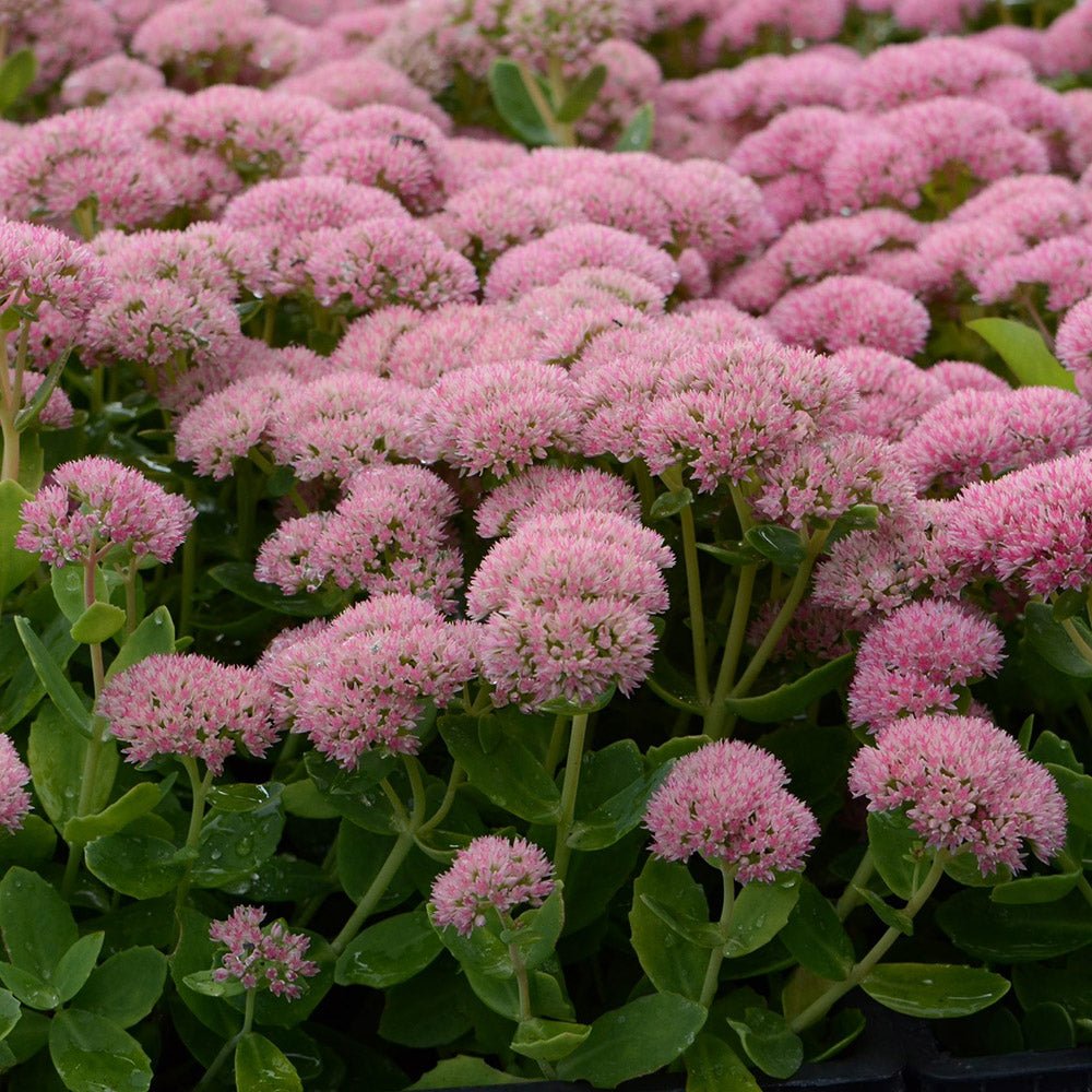 Iarba Grasa (Sedum) Herbstfreude, cu flori roz abundente
