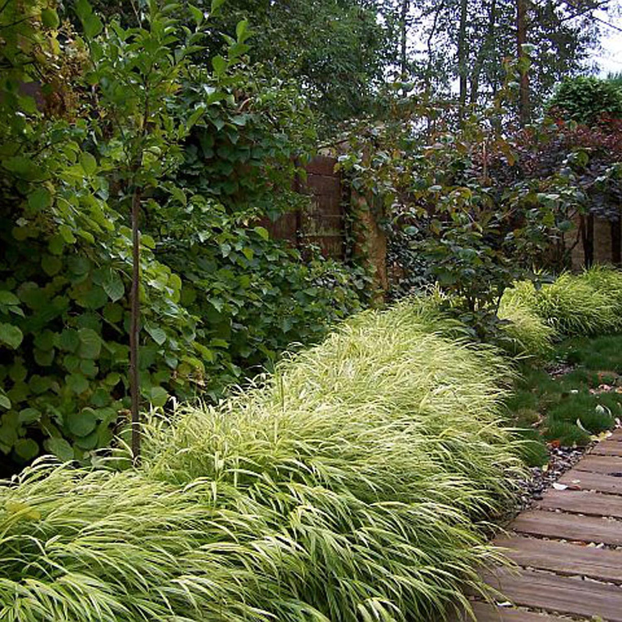Японска декоративна трева Hakonechloa Macra Aureola