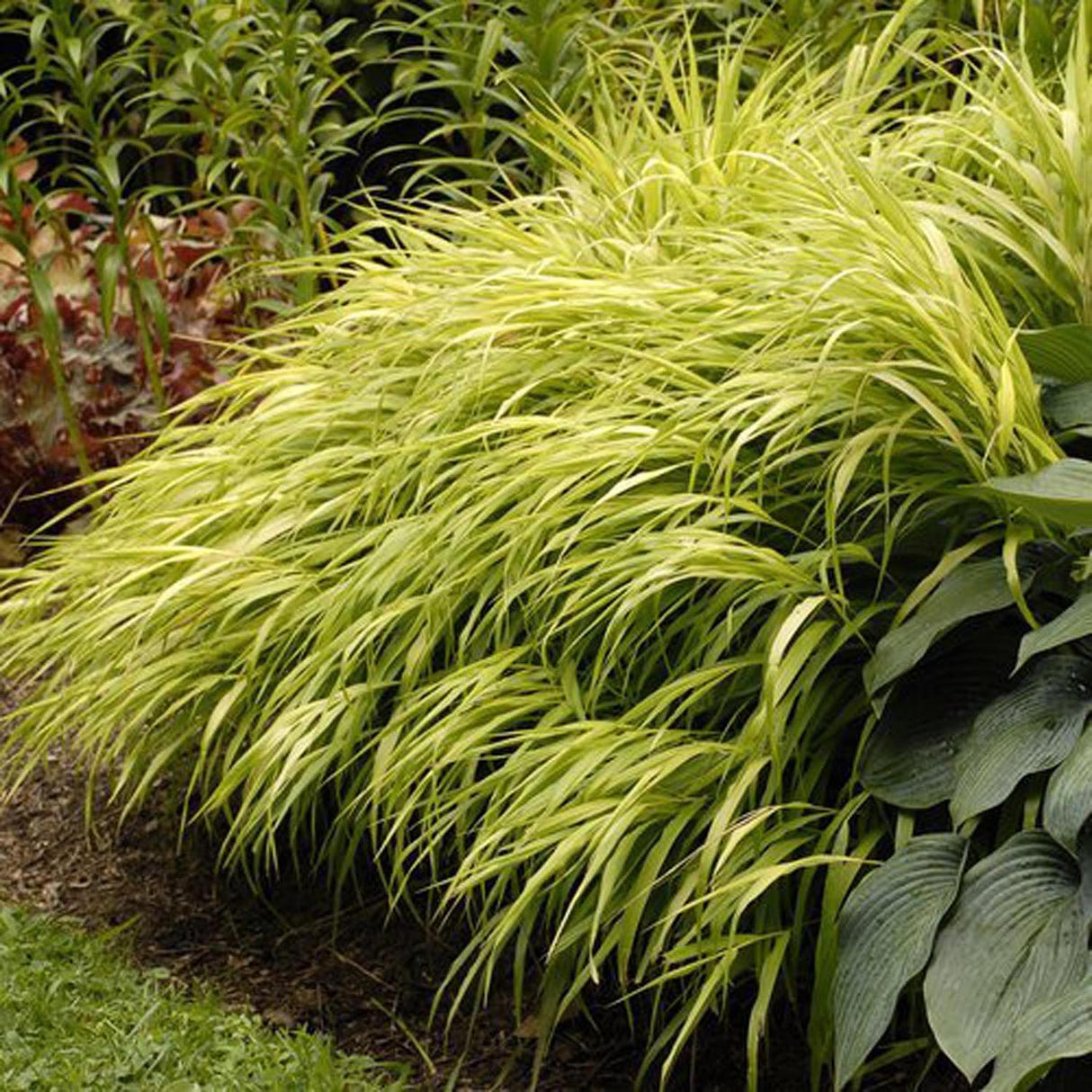 Iarba ornamentala japoneza Hakonechloa Macra Aureola
