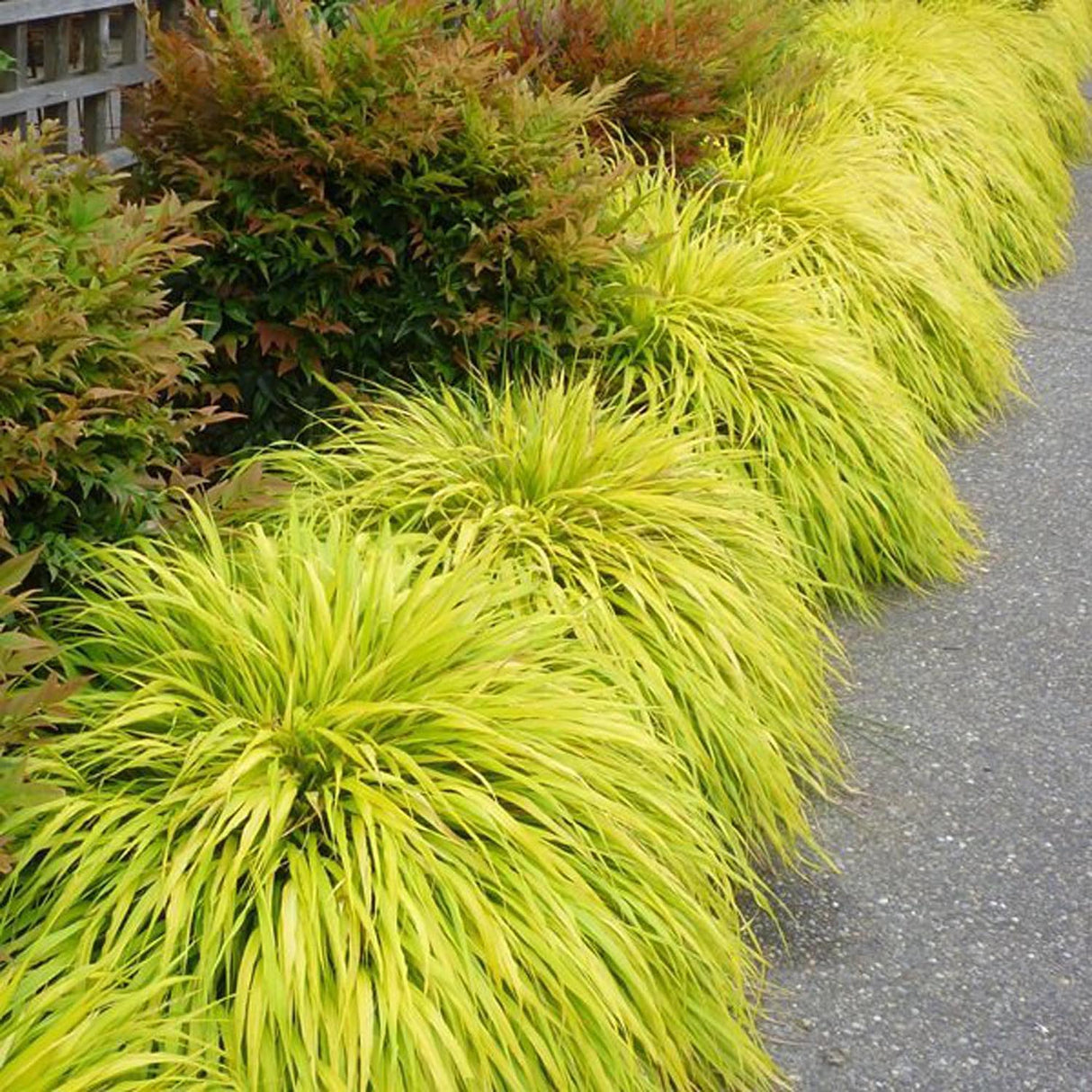 Японска декоративна трева Hakonechloa Macra Aureola