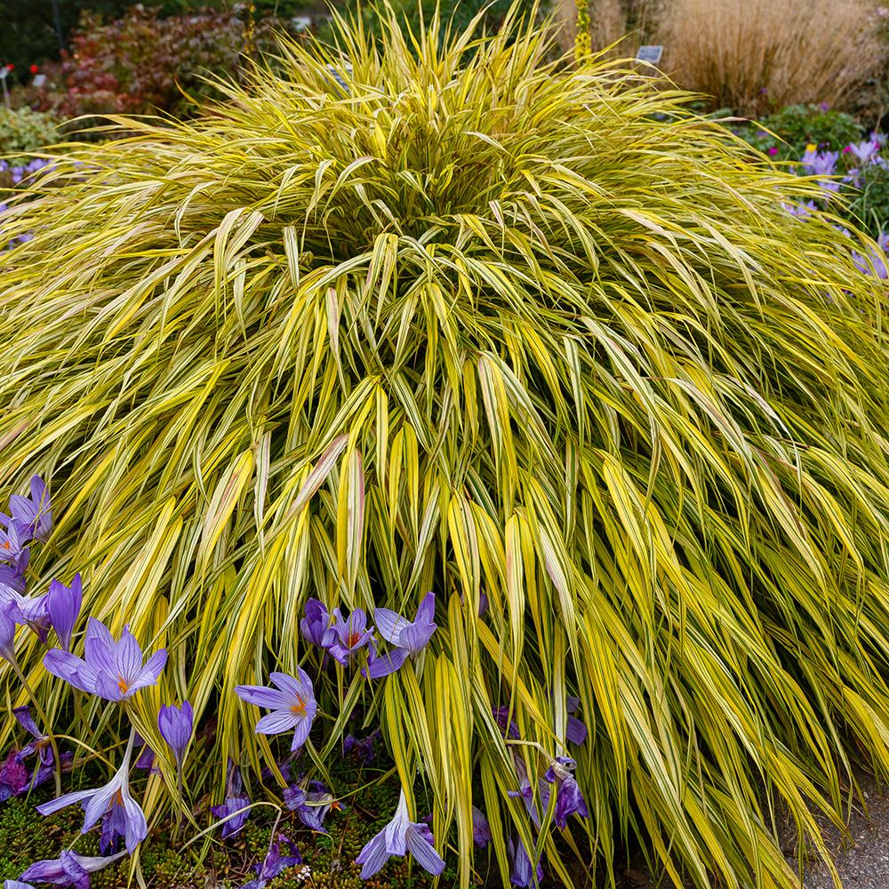 Iarba ornamentala japoneza Hakonechloa Macra Aureola