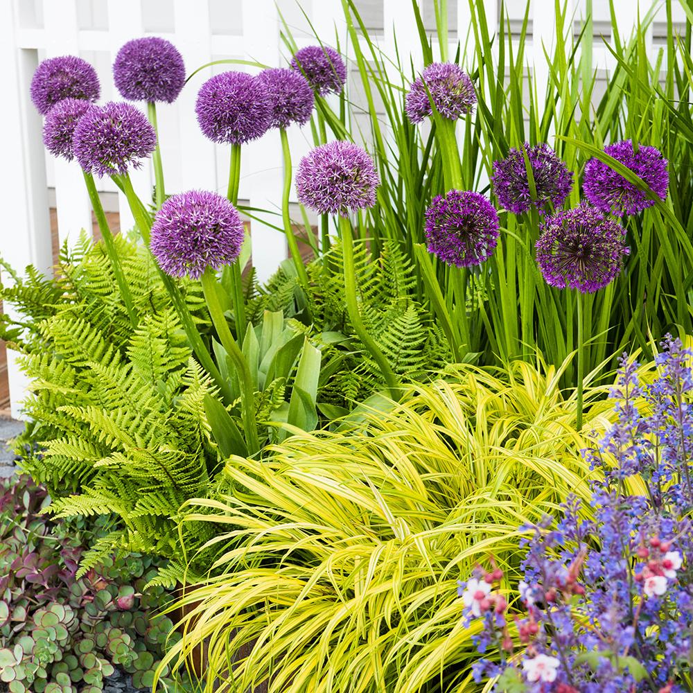 Iarba ornamentala japoneza Hakonechloa Macra Aureola