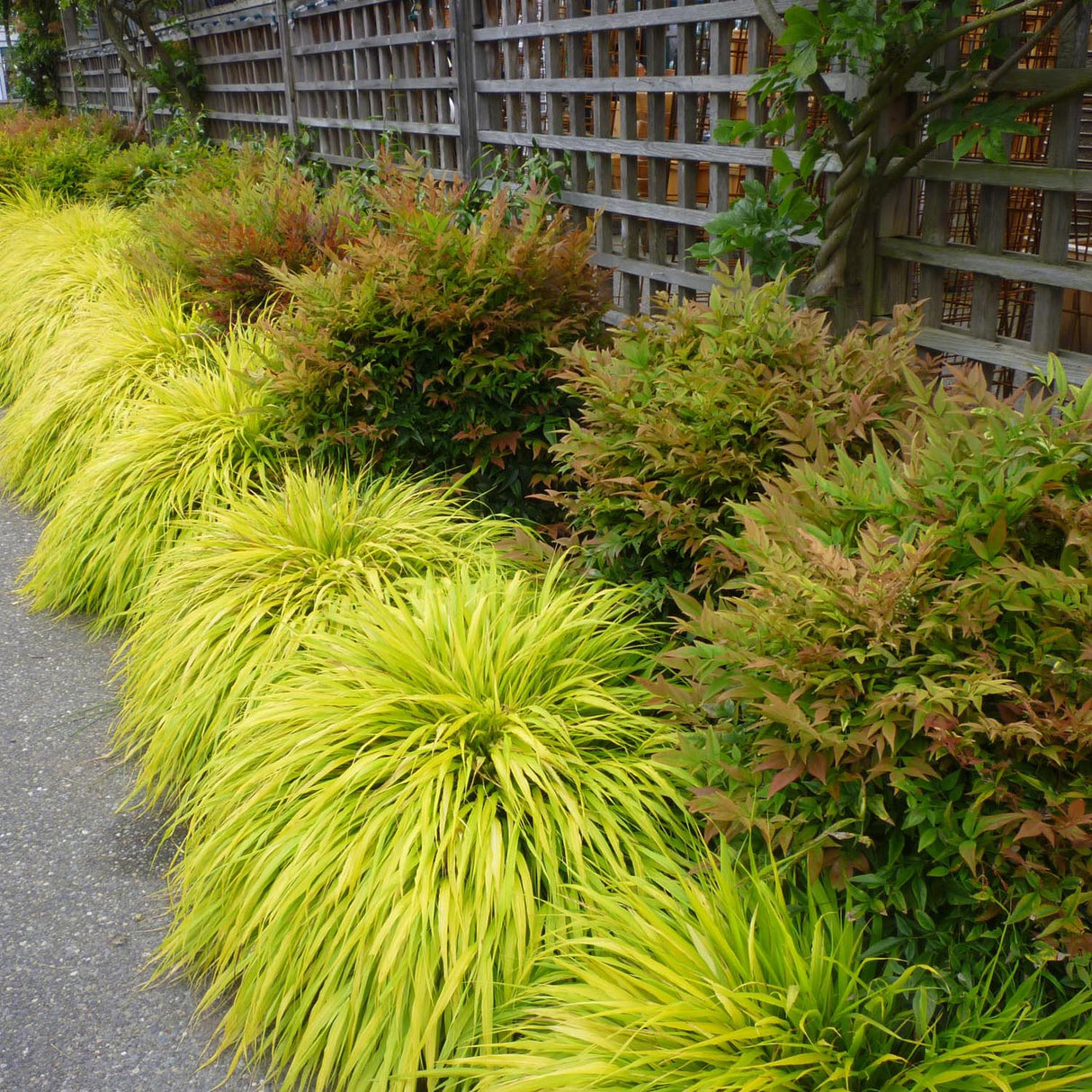 Японска декоративна трева Hakonechloa Macra Aureola
